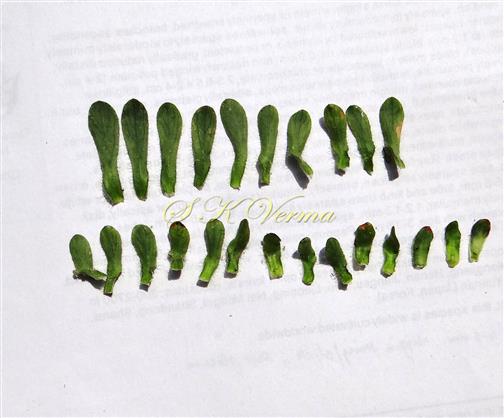  Outer Phyllaries
